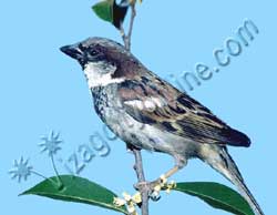 House sparrow