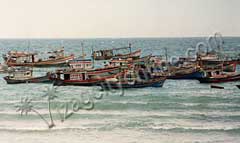 Ruthless fishing, to cater to rising demand