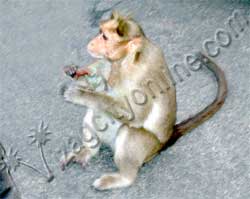 Ape