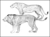 Line sketch of a lion and lioness