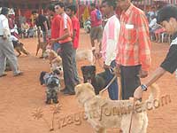 Pet show - 2005