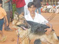 Pet show - 2005