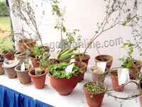Ayurvedic plants
