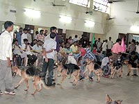 Dog Show