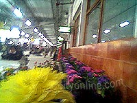 Flower show at Visakhapatnam Railway station