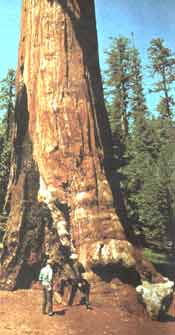 Redwood Tree